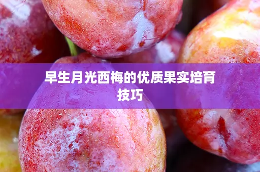 早生月光西梅的优质果实培育技巧