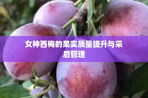 女神西梅的果实质量提升与采后管理