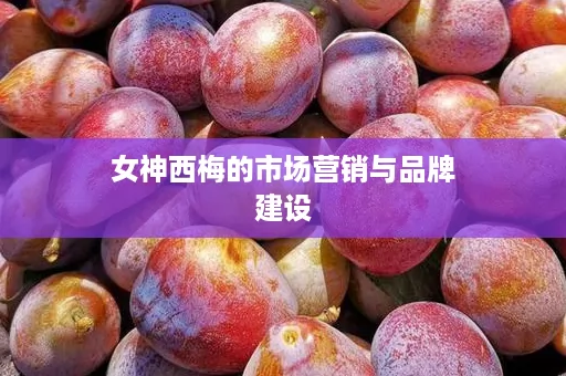 女神西梅的市场营销与品牌建设