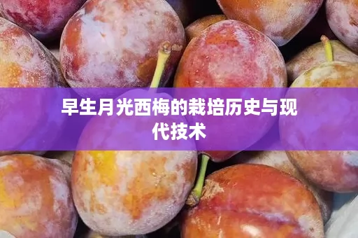 早生月光西梅的栽培历史与现代技术