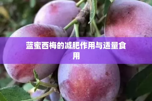 蓝蜜西梅的减肥作用与适量食用