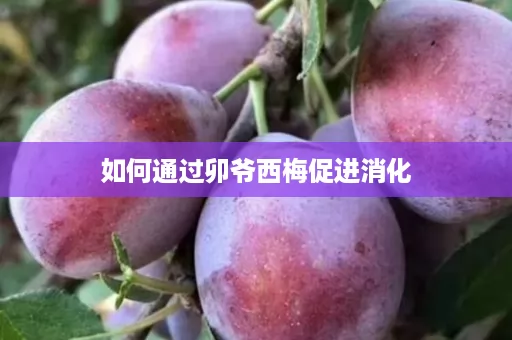 如何通过卯爷西梅促进消化