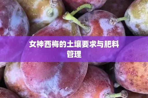 女神西梅的土壤要求与肥料管理