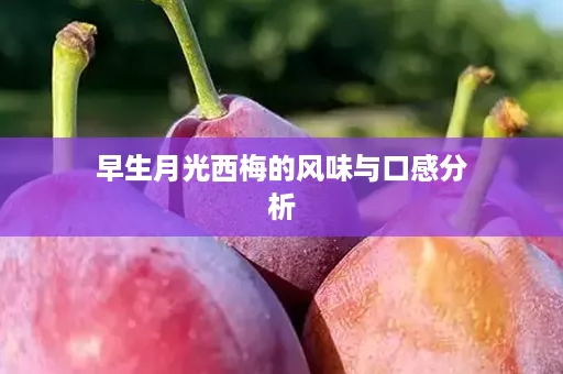 早生月光西梅的风味与口感分析