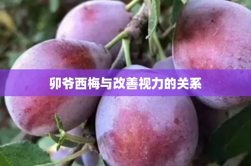 卯爷西梅与改善视力的关系