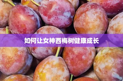 如何让女神西梅树健康成长