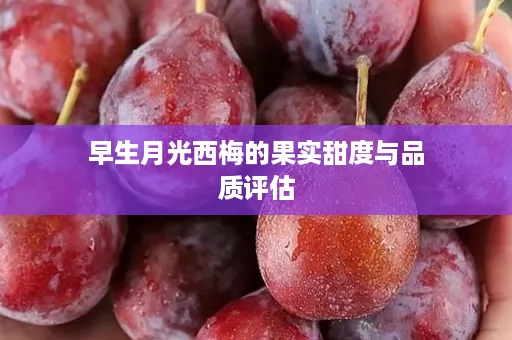 早生月光西梅的果实甜度与品质评估