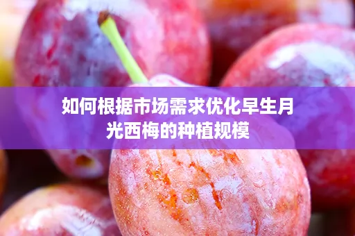 如何根据市场需求优化早生月光西梅的种植规模