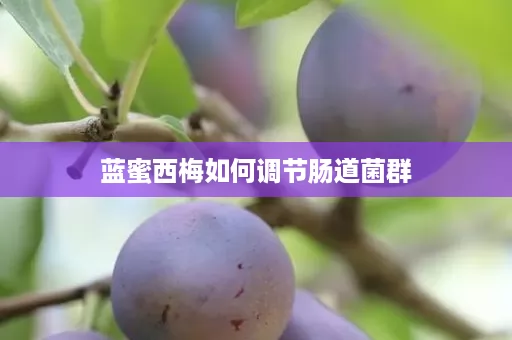 蓝蜜西梅如何调节肠道菌群