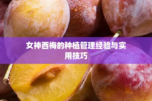 女神西梅的种植管理经验与实用技巧