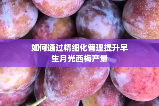 如何通过精细化管理提升早生月光西梅产量