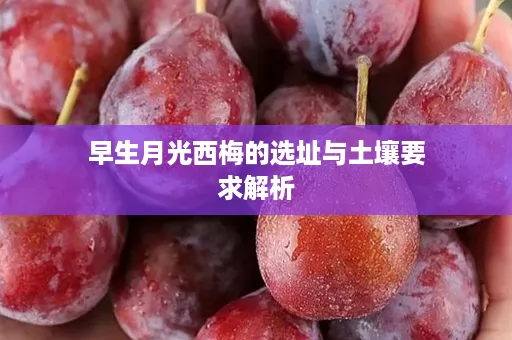 早生月光西梅的选址与土壤要求解析