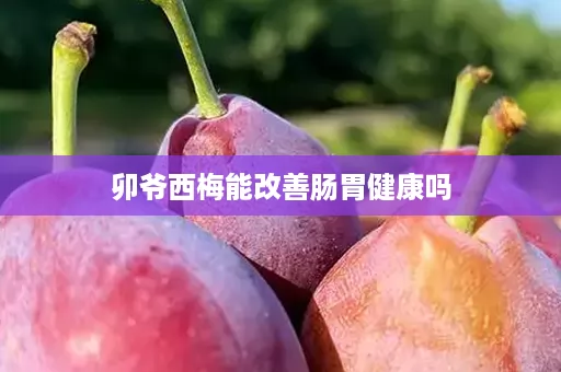 卯爷西梅能改善肠胃健康吗
