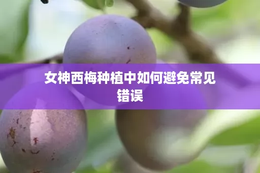 女神西梅种植中如何避免常见错误