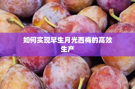 如何实现早生月光西梅的高效生产