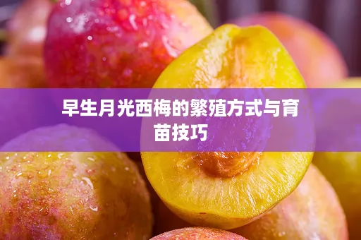 早生月光西梅的繁殖方式与育苗技巧