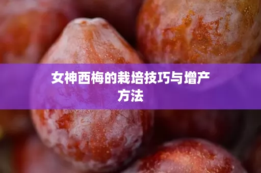 女神西梅的栽培技巧与增产方法