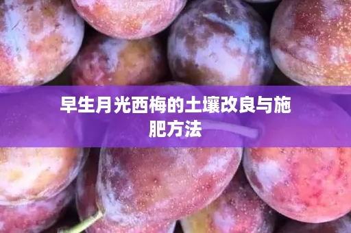 早生月光西梅的土壤改良与施肥方法