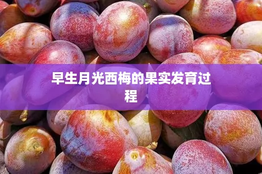 早生月光西梅的果实发育过程