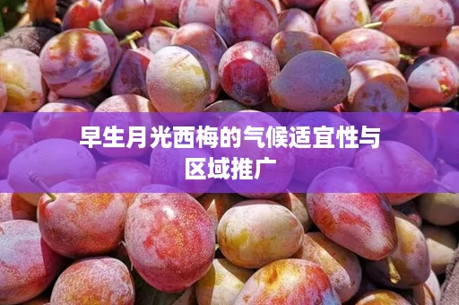 早生月光西梅的气候适宜性与区域推广