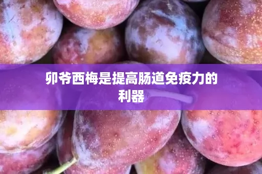 卯爷西梅是提高肠道免疫力的利器