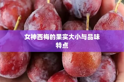 女神西梅的果实大小与品味特点