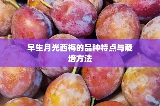 早生月光西梅的品种特点与栽培方法