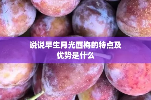 说说早生月光西梅的特点及优势是什么