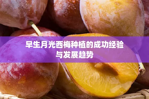 早生月光西梅种植的成功经验与发展趋势