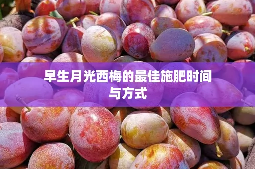 早生月光西梅的最佳施肥时间与方式