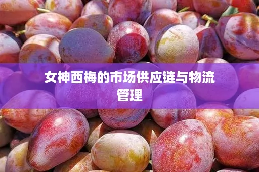 女神西梅的市场供应链与物流管理
