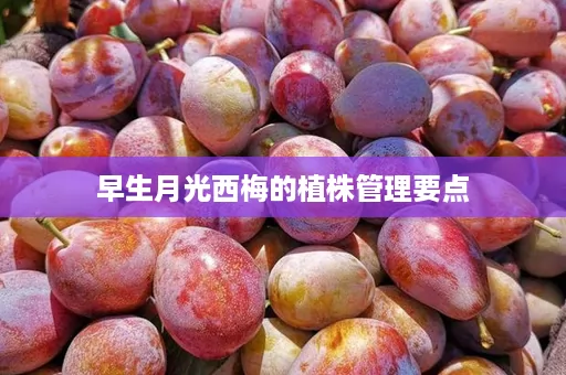 早生月光西梅的植株管理要点