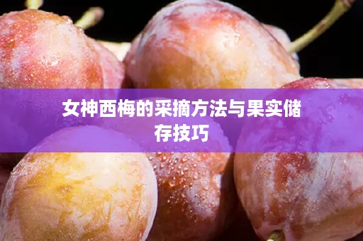 女神西梅的采摘方法与果实储存技巧
