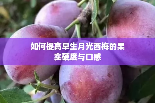 如何提高早生月光西梅的果实硬度与口感