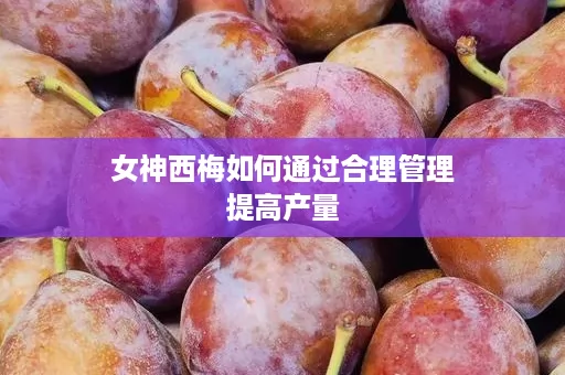 女神西梅如何通过合理管理提高产量