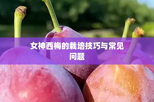 女神西梅的栽培技巧与常见问题