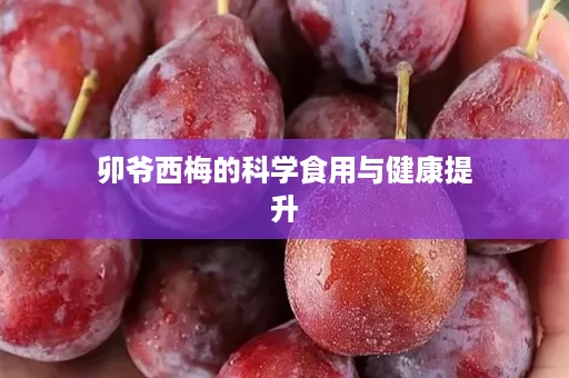 卯爷西梅的科学食用与健康提升