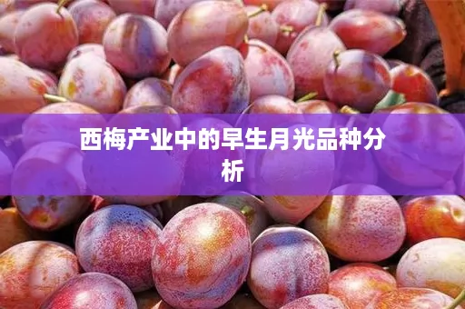 西梅产业中的早生月光品种分析