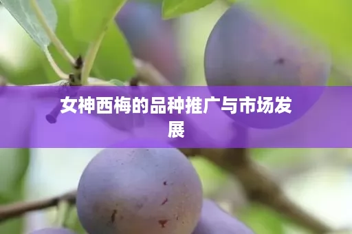 女神西梅的品种推广与市场发展