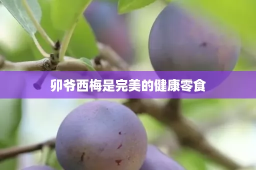 卯爷西梅是完美的健康零食
