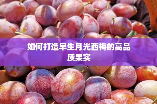 如何打造早生月光西梅的高品质果实