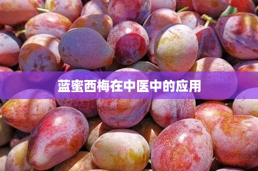 蓝蜜西梅在中医中的应用