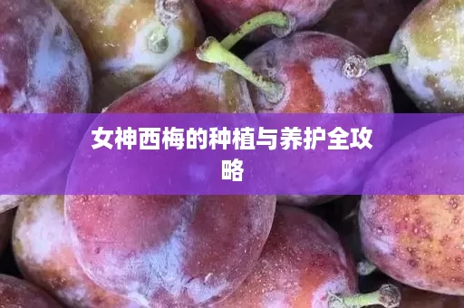 女神西梅的种植与养护全攻略