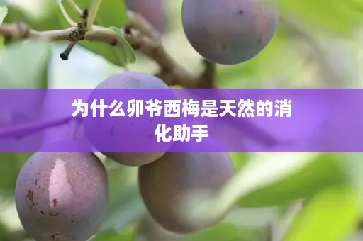 为什么卯爷西梅是天然的消化助手