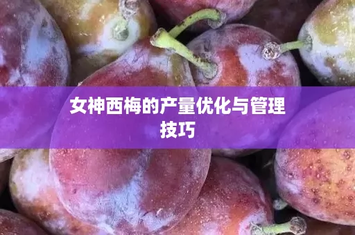 女神西梅的产量优化与管理技巧