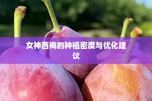 女神西梅的种植密度与优化建议