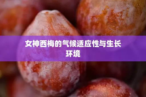 女神西梅的气候适应性与生长环境