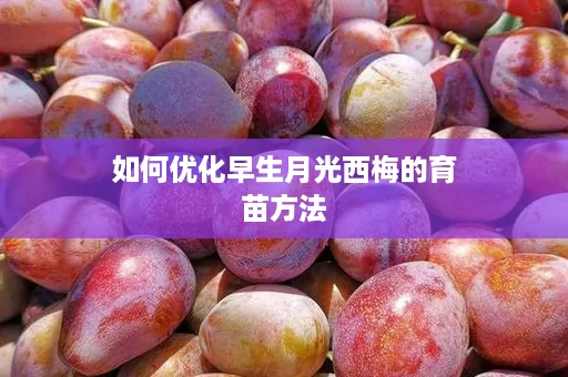 如何优化早生月光西梅的育苗方法