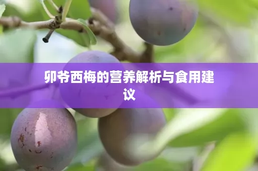 卯爷西梅的营养解析与食用建议