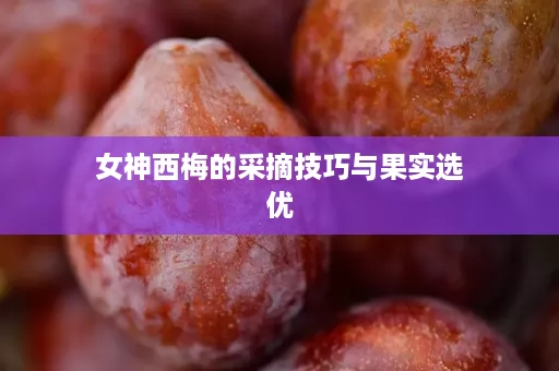 女神西梅的采摘技巧与果实选优